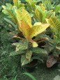 Show Plant